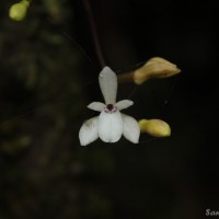 Adrorhizon purpurascens (Thwaites) Hook.f.